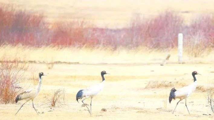ཟླ་ཚེས་ཁུག་ན་འཁོར་བའི་ཁྲུང་ཁྲུང་སྐེ་ནག