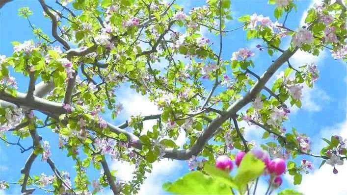 དམངས་ཀྱི་རེ་བ་འཁུར་བའི་གསེར་གྱི་ཀུ་ཤུ།