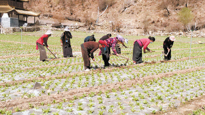 ཁྱད་ལྡན་ཞིང་ལས་འཕེལ་རྒྱས་བཏང་ནས་གྲོང་གསེབ་དར་རྒྱས་ལ་རོགས་འདེགས་བྱས།    