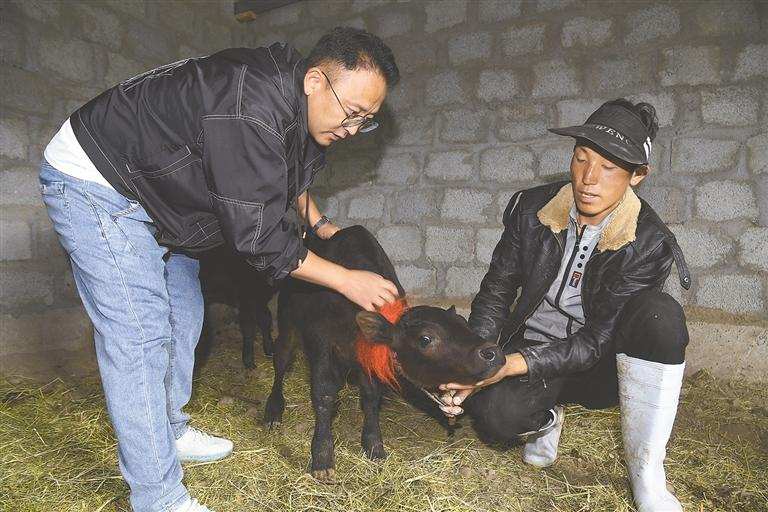 གཙང་རྒྱུད་མཛོ་མོར་བརྟེན་ནས་ཞིང་པར་འབབ་འཕར་བྱུང་བ།