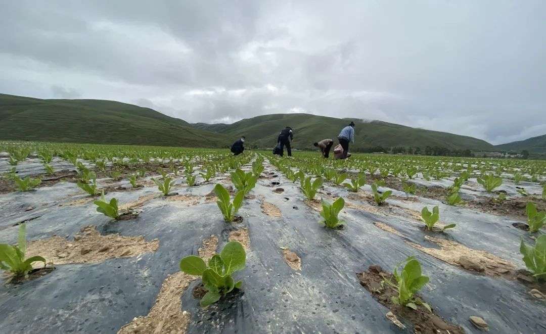 མཐོ་སྒང་གི་གླང་རྔ་ལ་བརྟེན་ནས་མི་སེར་གྱི་ཡོང་སྒོ་འཕར། 
