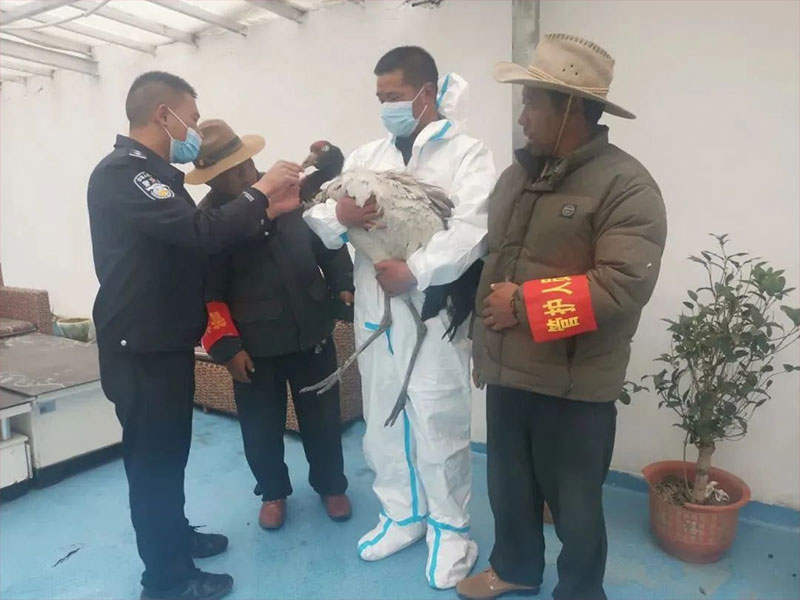 རྨས་སྐྱོན་ཕོག་པའི་ཁྲུང་ཁྲུང་གཙུག་དམར་ཞིག་སྐྱོབ་ཐུབ་ཡོད།
