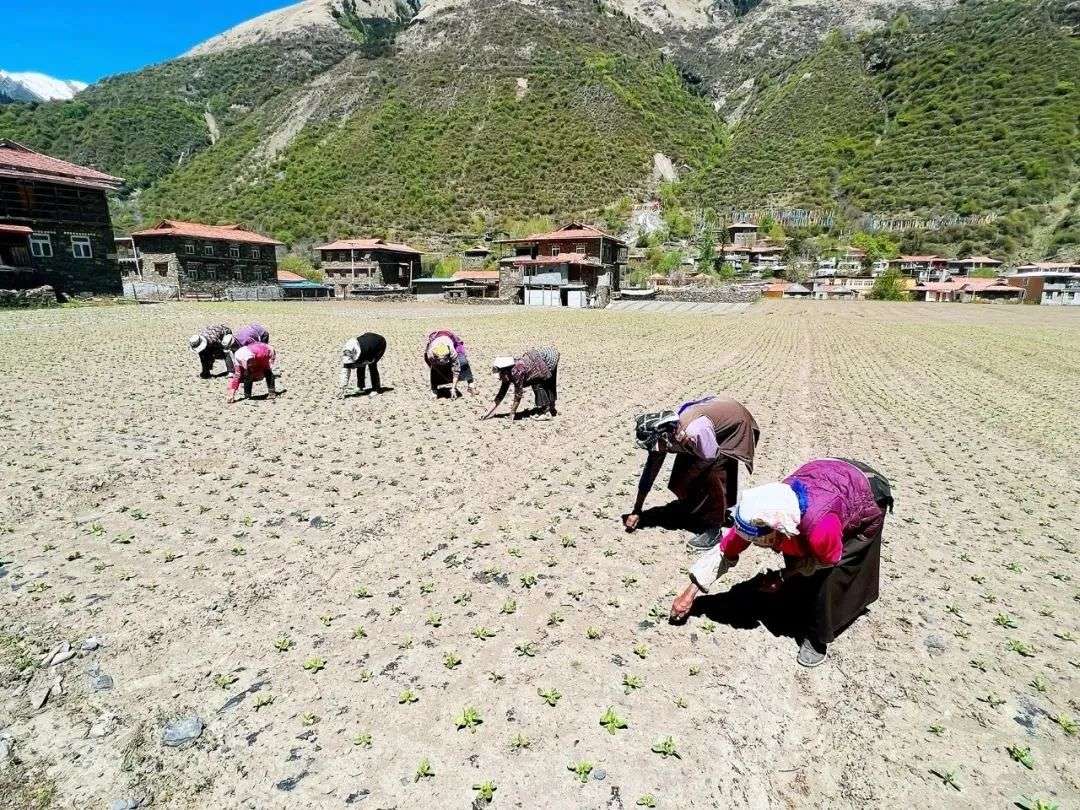 ཁྱད་ལྡན་ཐོན་ལས་ཀྱིས།།  གྲོང་གསེབ་དར་རྒྱས་བཏང་།།