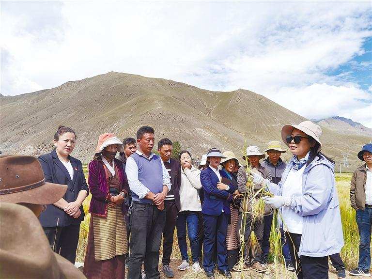 འབྲོག་རར་ནོར་ལུག་ཤ་ཤེད་རྒྱས། འོང་ཁར་སྙེ་མའི་མགོ་ལྕོག་ལྡེམ།