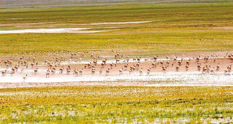 བྱང་ཐང་གི་གཙོད།