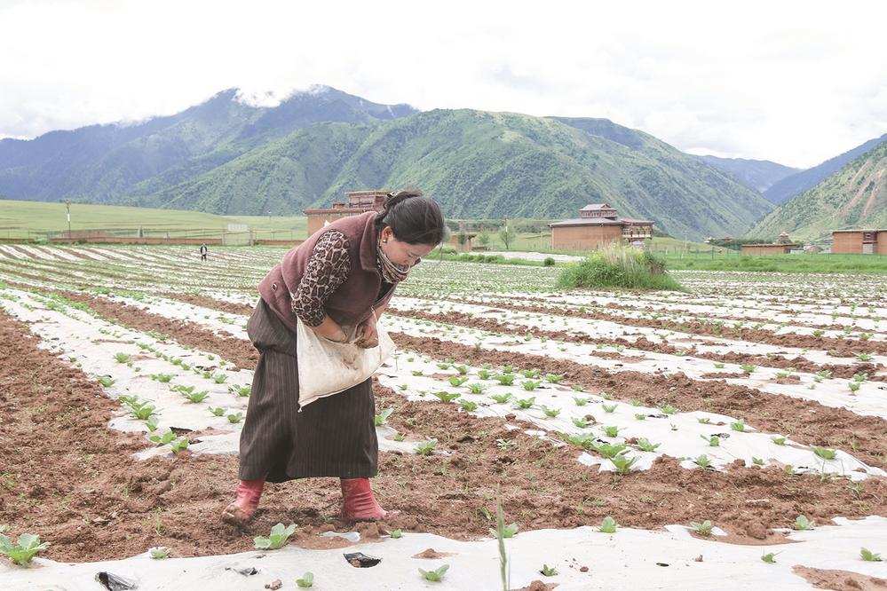 དེང་རབས་མཐོ་སྒང་གི་ཁྱད་ཆོས་ཞིང་ལས་ཀྱིས་འབྱོར་འབྲིང་ལམ་བུ་བཏོད།