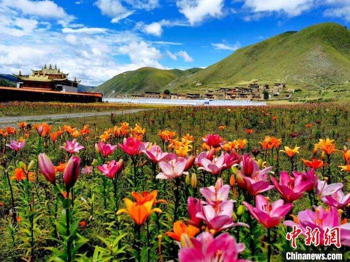 འཛམ་ཐང་རྫོང་གིས་ལུག་མཉེ་མེ་ཏོག་འདེབས་འཛུགས་བྱས་ཏེ་དམངས་ལ་ཁེ་ཕན་བསྐྲུན། 