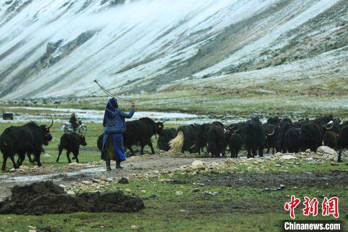 བོད་ལྗོངས་མལ་གྲོ་གུང་དཀར་རྫོང་གི་འབྲོག་པ་ཚོ་སྟོན་སར་གནས་སྤོར་བ།