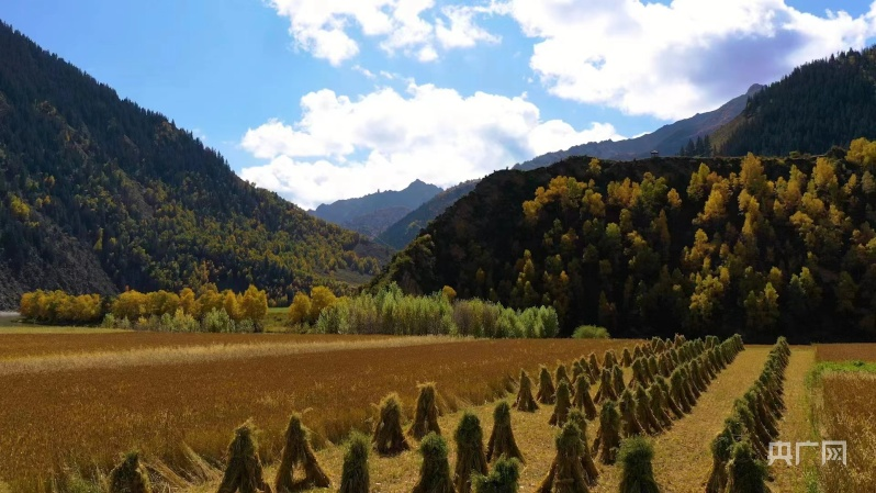 མཚོ་སྔོན་གྱི་ཞིང་ལས་སྐྱེ་དངོས་ཀྱི་རྒྱ་ཁྱོན་མུའུ་ཁྲི་5ལྷག་ཟིན་པ།