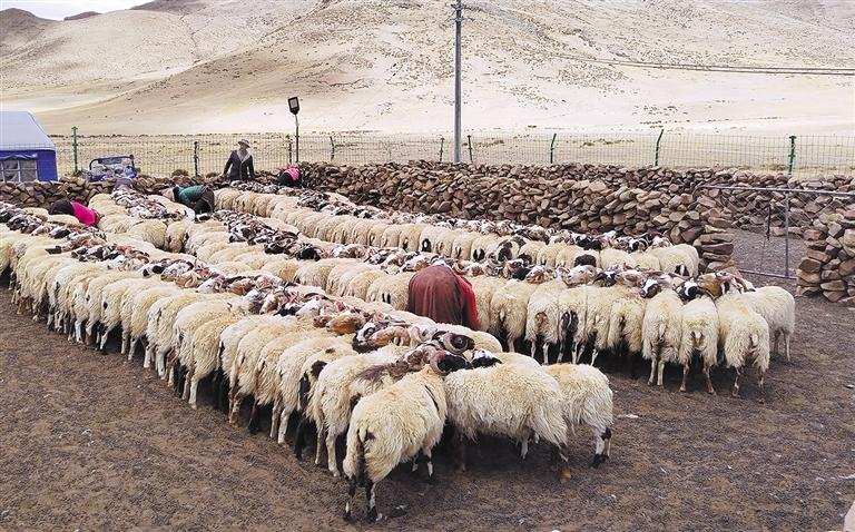 མཉམ་ལས་ཁང་དུ་ཞུགས། ཕྱུག་འགྱུར་ལམ་བཟང་རྙེད།