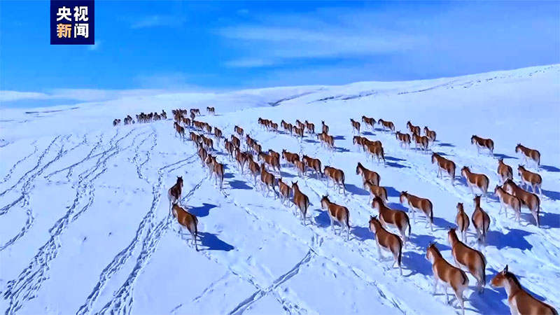 མཚོ་སྔོན་མགོ་ལོག་ཏུ་རྐྱང་ཁྱུ་གཤར་བཞིན་པ།