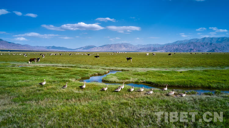 ཀྲུང་གོའི་དེང་རབས་ཅན་གྱི་མཚོ་སྔོན་གྱི་ཝུའུ་ལན་གྱི་སྐྱེ་ཁམས་རྒྱུགས་ཤོག་འབྲི་བ།