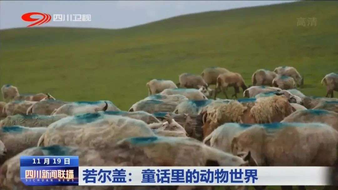 མཛོད་དགེ་ནི་ལྷ་ཡུལ་ལྟ་བུའི་སྲོག་ཆགས་ཀྱི་འཇིག་རྟེན་དུ་གྲུབ།