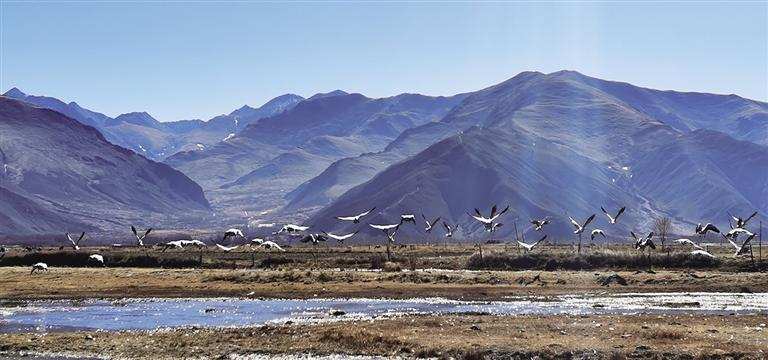 ལྷ་ས་ཐང་དཀར་འདམ་ར། རྩ་ཆེའི་འདབ་ཆགས་རིགས་ཀྱི་དགུན་དུས་དགའ་ཚལ།