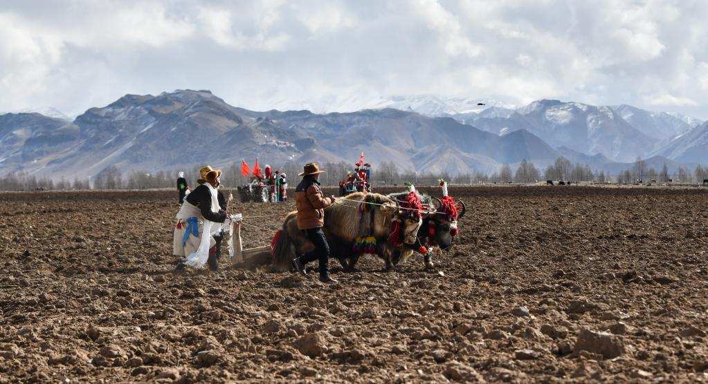 མཚོ་བོད་མཐོ་སྒང་གི་དཔྱིད་འདེབས་མགོ་བརྩམས་པ།