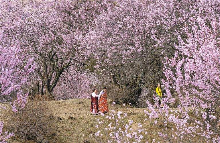 དཔྱིད་དཔལ་རབ་ཏུ་བཞད། དཔྱིད་ཉམས་ཡོངས་སུ་མངོན།
