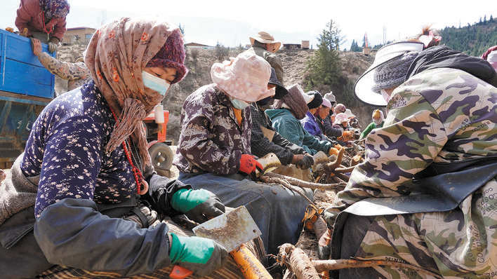མཛོད་དགེ་རྫོང་རྒྱ་ཉིན་གྲོང་ཚོའི་ཞིང་བ་རྣམས་ལྕུམ་རྩྭ་བསྡུ་བའི་ལས་ལ་བྲེལ།