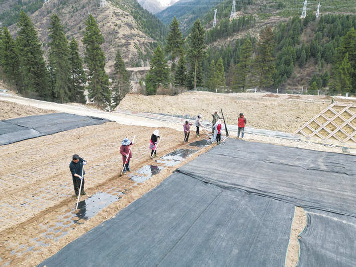 ཞིང་བ་རྣམས་གླང་རྔ་འདེབས་འཛུགས་ཀྱི་ལས་ལ་བྲེལ་བཞིན་འདུག