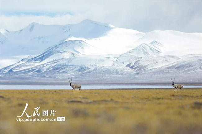 བོད་ལྗོངས་མངའ་རིས་སུ་བདག་མེད་སྲོག་ཆགས་ཀྱིས་སོས་དལ་བག་ཕེབས་ངང་གཟན་རྩྭ་འཚོལ་བཞིན་པ།