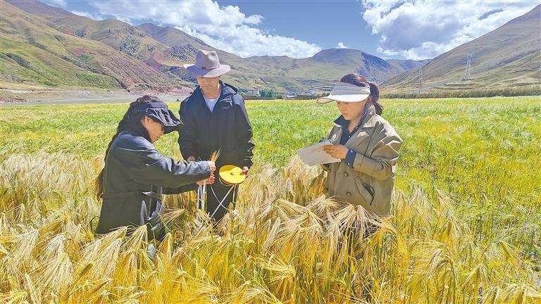 ཚན་རྩལ་ཞིང་སྐྱོར་ལ་བརྟེན་ནས་སྟོན་འབྲུ་སྐྱེས་འཚར་ལ་བརྟག་པ།