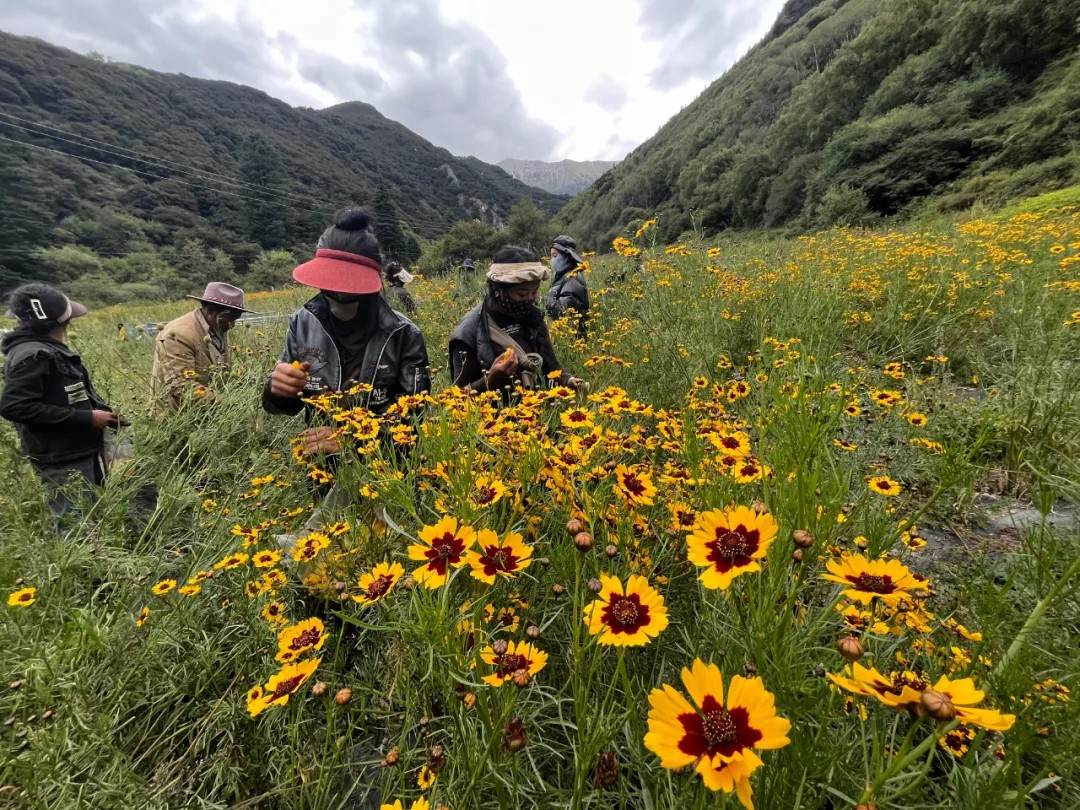 ལུག་མིག་མེ་ཏོག་གིས་གྲོང་མིའི་དཔལ་འབྱོར་གོང་དུ་སྤེལ།
