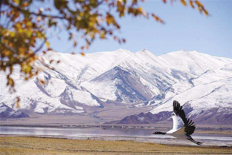 ད་ལོའི་ཁྲུང་ཁྲུང་སྐེ་ནག་ཁག་དང་པོ་ལྷ་སར་འབྱོར་བ།